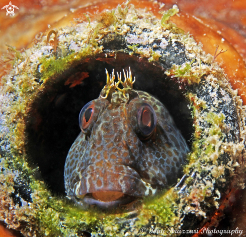 A Horned blenny