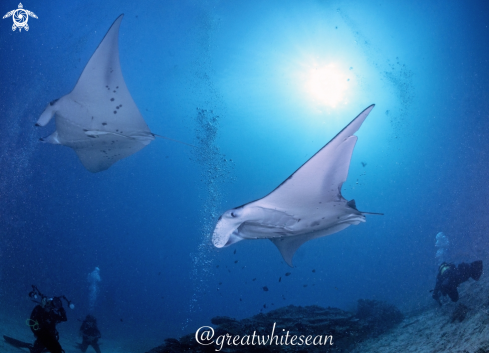 A Manta Alfredi | Manta Rays