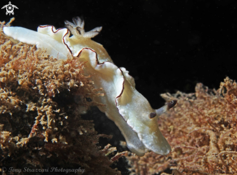 A Angas's Glossodoris