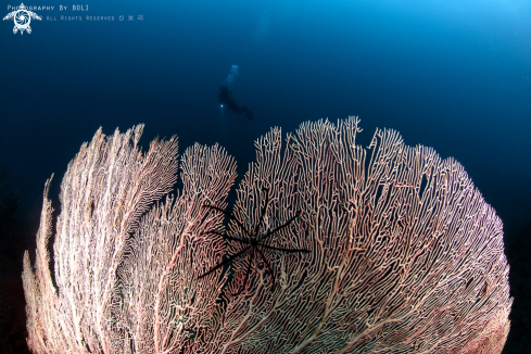 A Sea Fan 