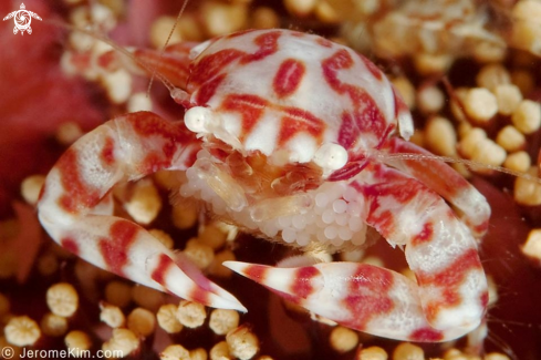 A Porcellanella Triloba | Porcelain Crab