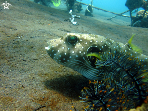 A Pufferfish