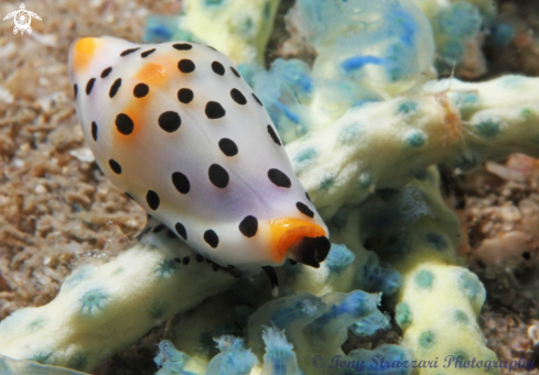 A Platypus Cowry