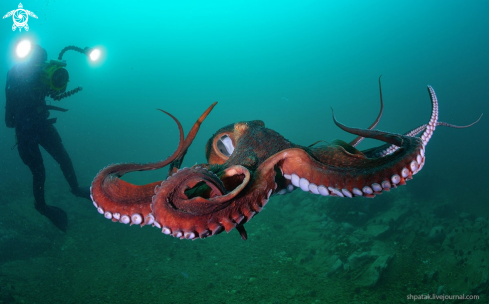 A Octopus