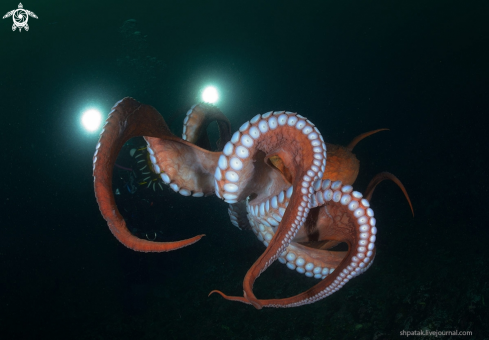 A Octopus