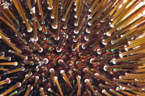 A Paracentrotus Lividus | Sea Urchin