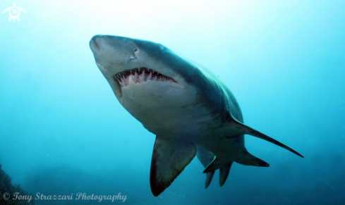 A Grey nurse shark