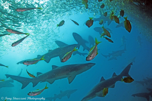 A Grey nurse sharks