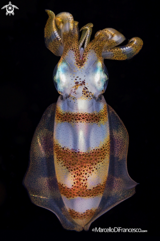 A Big fin reef squid