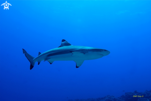 A black point reef shark