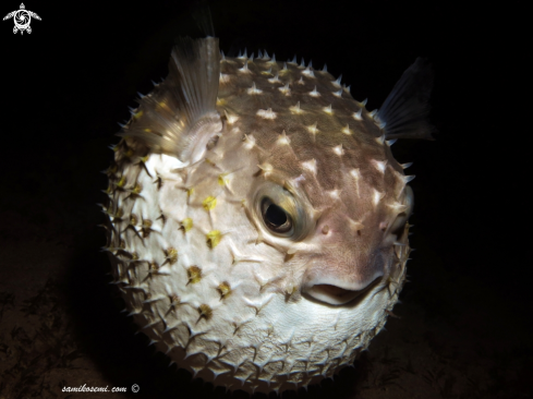 A Puffer fish 