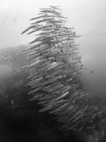 A Chevron Barracuda