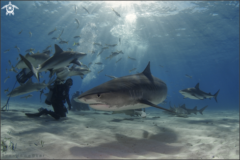 A Negaprion brevirostris & Galeocerdo cuvier | lemon- and tigersharks