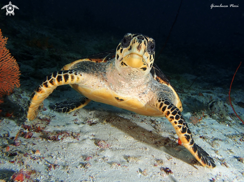 A Sea turtle