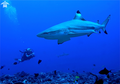 A Black point reef shark