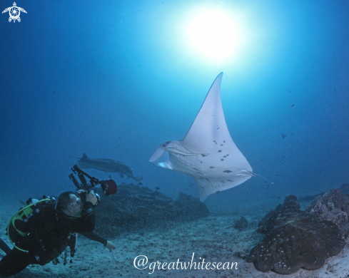 A Manta Ray and Man