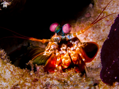 A Peacock Mantis Shrimp