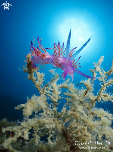 A Flabellina Affinis