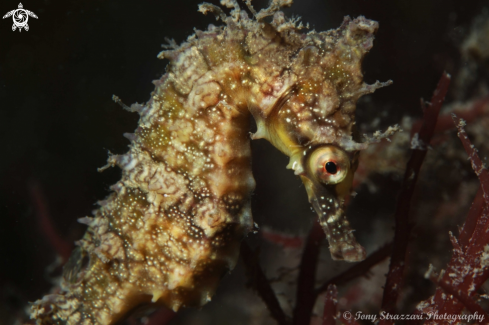 A White's seahorse