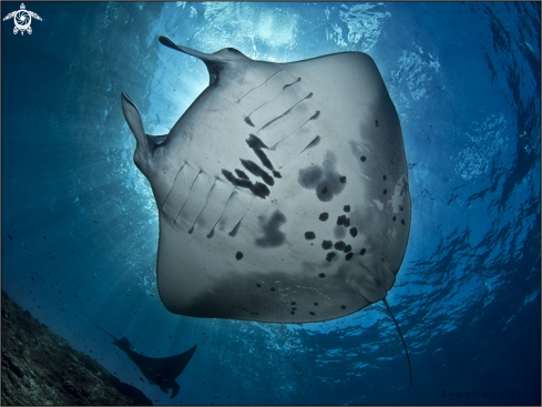 A Manta Ray