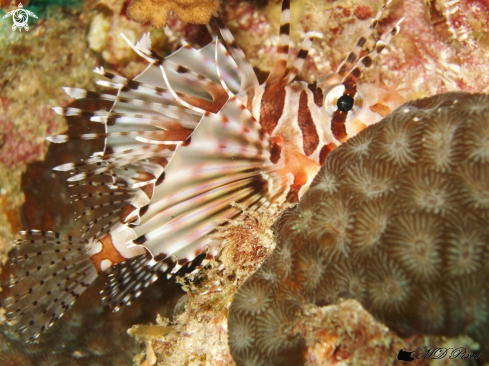 A Dendrochirus zebra | Zebra Lionfish