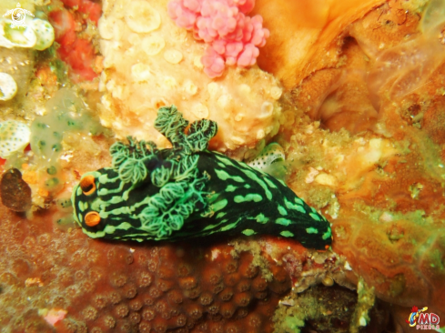 A Nembrotha kubaryana | kubaryana's Nembrotha