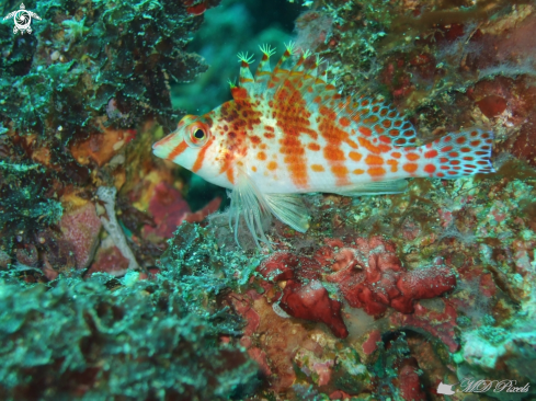 A Dwarf hawkfish