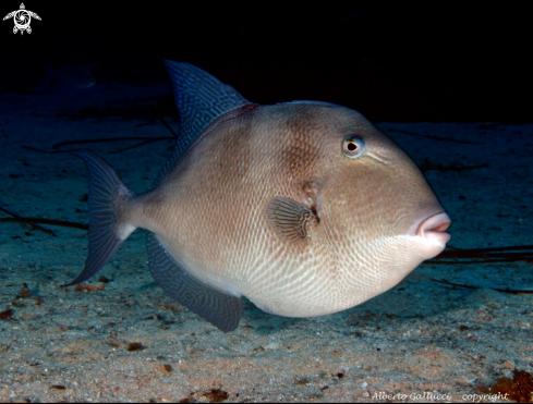 A Balistes carolinensis | Triggerfish