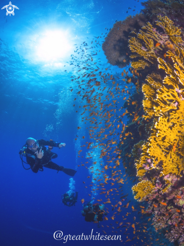 A Coral, Lyretail Anthias school and Humans 