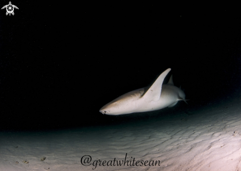 A Nurse Shark