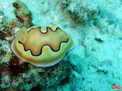 A Co's Chromodoris