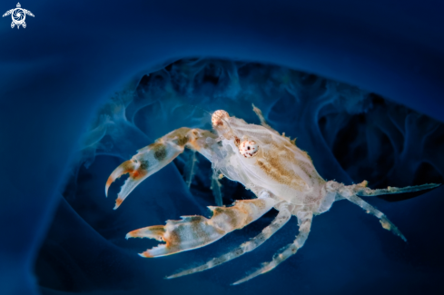 A Slender crab