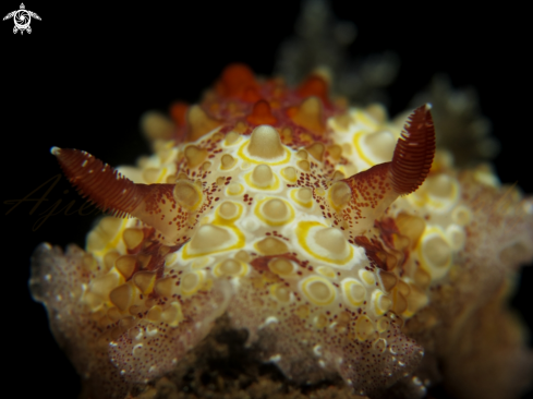 A hoplodoris estrelyado  | nudibranch 