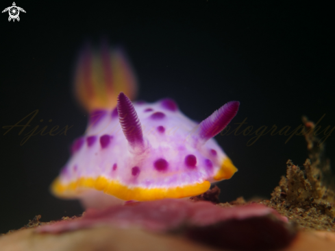 A mexichromos mariei  | nudibranch 