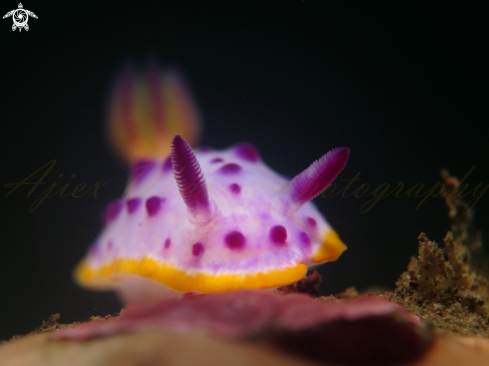 nudibranch 