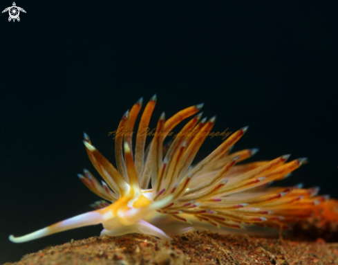 A nudibranch 