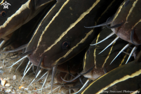 A Striped catfish