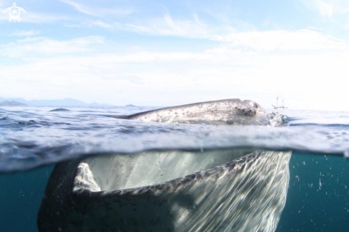 A whale shark