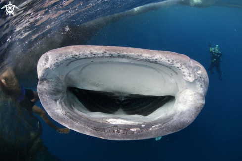 A whale shark