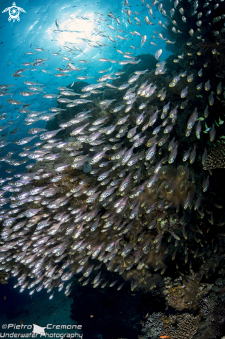 A underwater creature