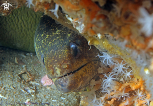 A Mosaic Moray