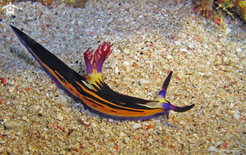 A Nembrotha megalocera  | Nudibranch