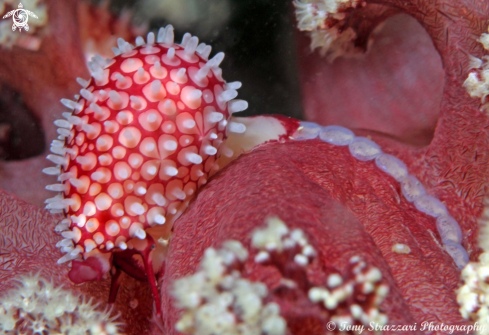 A Wilson's Banded cowry