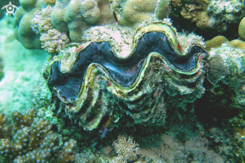 A Tridacna