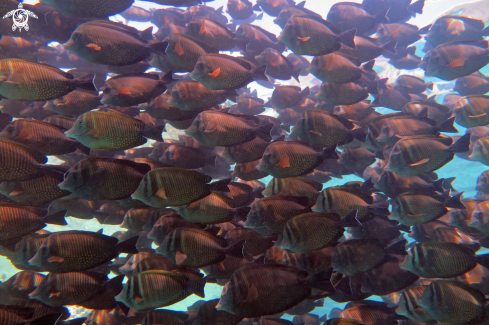 A Zebrasoma desjardinii | Desjardin's sailfin tang 