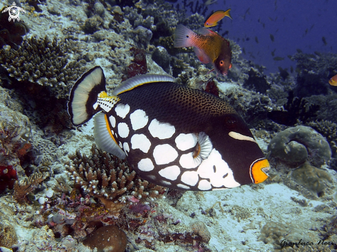 A Clown triggerfish