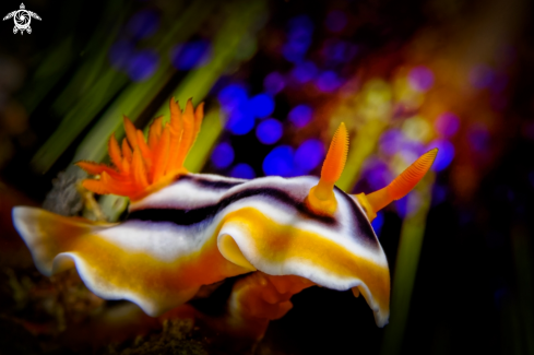 A Chromodoris magnifica | Magnificent Chromodoris