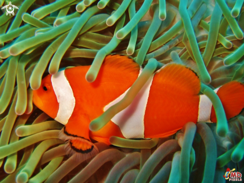 A False Clown Anemonefish