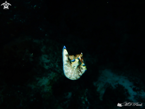 A Nembrotha lineolata | Nudibranch