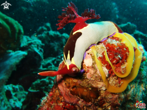 A Chamberlain's Nembrotha